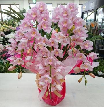開店お祝い　シンビジウム花鉢♪｜「愛花」　（愛媛県松山市の花キューピット加盟店 花屋）のブログ