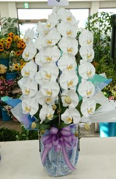 新盆の御供　胡蝶蘭｜「愛花」　（愛媛県松山市の花キューピット加盟店 花屋）のブログ