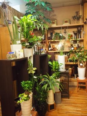 『緑の　空間演出～　』　落ち着く～バージョン・・・(^o^)丿｜「フローリスト飾り屋」　（鹿児島県鹿児島市の花キューピット加盟店 花屋）のブログ