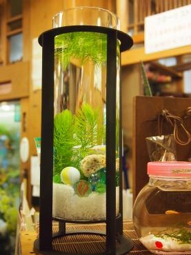 夏の涼を　お届けします・・・(^o^)丿｜「フローリスト飾り屋」　（鹿児島県鹿児島市の花キューピット加盟店 花屋）のブログ