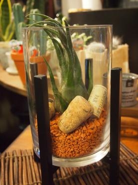 エアプランツ　グリーンインテリア｜「フローリスト飾り屋」　（鹿児島県鹿児島市の花キューピット加盟店 花屋）のブログ