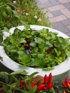 大雨から　一転して晴れました～｜「フローリスト飾り屋」　（鹿児島県鹿児島市の花キューピット加盟店 花屋）のブログ