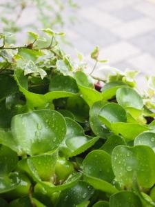 雨に打たれる　ホテイ草～｜「フローリスト飾り屋」　（鹿児島県鹿児島市の花キューピット加盟店 花屋）のブログ