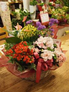 秋の花と敬老の日・・・そして　～緑の癒しＣａｆｅ～｜「フローリスト飾り屋」　（鹿児島県鹿児島市の花キューピット加盟店 花屋）のブログ