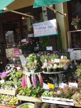 春の寄せ鉢セットで　花便り・・・　＆　小枝の　木藤きふじ君、復活劇～｜「フローリスト飾り屋」　（鹿児島県鹿児島市の花キューピット加盟店 花屋）のブログ