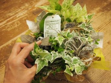秋～心のケアに　ちょっと緑の力を・・・・｜「フローリスト飾り屋」　（鹿児島県鹿児島市の花キューピット加盟店 花屋）のブログ
