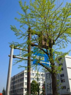 ♪新緑を楽しむ季節ですね＼(^o^)／｜「フローリスト飾り屋」　（鹿児島県鹿児島市の花キューピット加盟店 花屋）のブログ