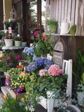 多肉植物　セダム　入荷していま～す　｜「フローリスト飾り屋」　（鹿児島県鹿児島市の花キューピット加盟店 花屋）のブログ