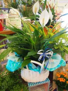  夏ぐりーんで　うるおって楽しく！｜「フローリスト飾り屋」　（鹿児島県鹿児島市の花キューピット加盟店 花屋）のブログ