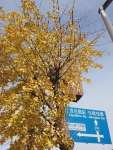 シクラメン　ポインセチア　鉢物のメンテナンスもお忘れなく~❤(^o^)／｜「フローリスト飾り屋」　（鹿児島県鹿児島市の花キューピット加盟店 花屋）のブログ