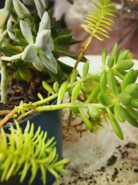 リメイク～にて　変身～(*^_^*)｜「フローリスト飾り屋」　（鹿児島県鹿児島市の花キューピット加盟店 花屋）のブログ