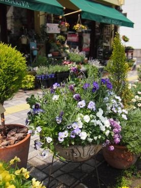 店頭での春～初夏の花たちフォトギャラリー　　｜「フローリスト飾り屋」　（鹿児島県鹿児島市の花キューピット加盟店 花屋）のブログ