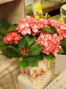 アジサイ　＆　おススメ寄せ植えバケット・・・｜「フローリスト飾り屋」　（鹿児島県鹿児島市の花キューピット加盟店 花屋）のブログ