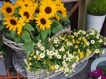 緑と　花の　効果をお届けします　　｜「フローリスト飾り屋」　（鹿児島県鹿児島市の花キューピット加盟店 花屋）のブログ