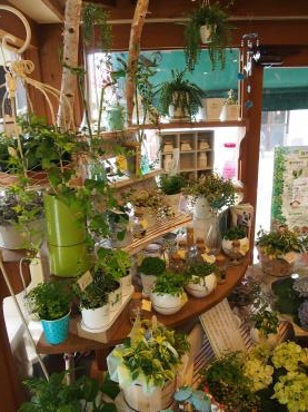 テーマカラーは　「GREEN　＆　WHITE　」で初夏を心地よく過ごしませんか～｜「フローリスト飾り屋」　（鹿児島県鹿児島市の花キューピット加盟店 花屋）のブログ