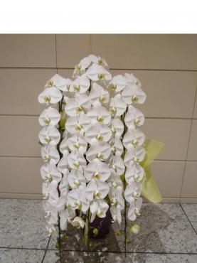 御祝・胡蝶蘭、御注文ありがとうございました。｜「銀座ニューフラワー」　（東京都中央区の花キューピット加盟店 花屋）のブログ