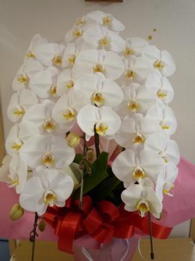 移転お祝い胡蝶蘭、御注文ありがとうございました。｜「銀座ニューフラワー」　（東京都中央区の花キューピット加盟店 花屋）のブログ