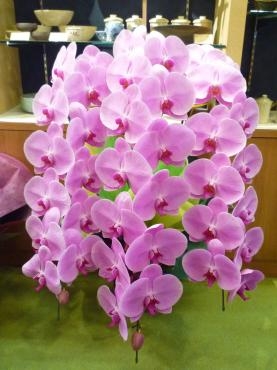 移転御祝・コチョウラン鉢ご注文ありがとうございました。｜「銀座ニューフラワー」　（東京都中央区の花キューピット加盟店 花屋）のブログ