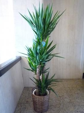 御祝、観葉植物ご注文ありがとうございました。｜「銀座ニューフラワー」　（東京都中央区の花キューピット加盟店 花屋）のブログ