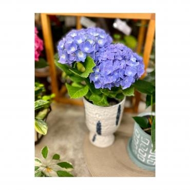 お知らせ致します。｜「フローリスト飾り屋」　（鹿児島県鹿児島市の花キューピット加盟店 花屋）のブログ