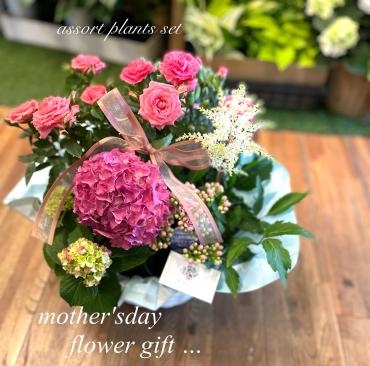 母の日ギフト紫陽花など・・・｜「フローリスト飾り屋」　（鹿児島県鹿児島市の花キューピット加盟店 花屋）のブログ