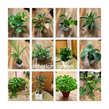 イキイキ観葉植物☆彡☆彡☆彡・・・｜「フローリスト飾り屋」　（鹿児島県鹿児島市の花キューピット加盟店 花屋）のブログ
