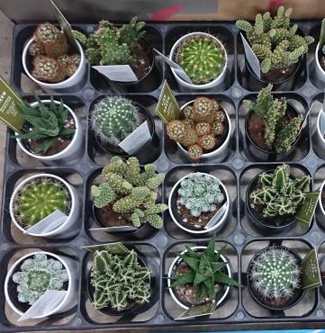 ちっこくてかわいい、サボテン入荷♪｜「愛花」　（愛媛県松山市の花キューピット加盟店 花屋）のブログ