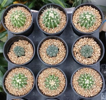 サボテン　ガジュマル入荷★｜「愛花」　（愛媛県松山市の花キューピット加盟店 花屋）のブログ