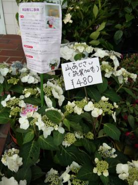 新種の山アジサイ(他入荷情報）｜「ポピー」　（京都府八幡市の花キューピット加盟店 花屋）のブログ