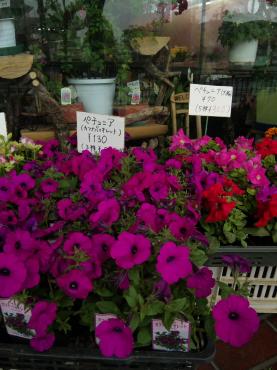 ペチュニア（カフナバイオレット）｜「ポピー」　（京都府八幡市の花キューピット加盟店 花屋）のブログ
