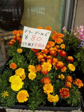 マリーゴールドで害虫駆除｜「ポピー」　（京都府八幡市の花キューピット加盟店 花屋）のブログ