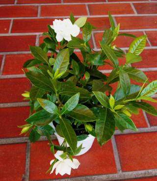 くちなし｜「ポピー」　（京都府八幡市の花キューピット加盟店 花屋）のブログ