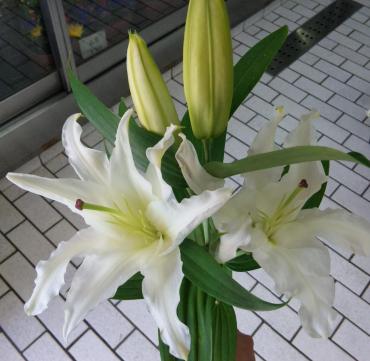 花弁８枚のゆり（奇形？）｜「ポピー」　（京都府八幡市の花キューピット加盟店 花屋）のブログ