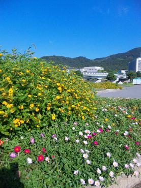 淡路島に行ってきました（前編・釣り）｜「ポピー」　（京都府八幡市の花キューピット加盟店 花屋）のブログ