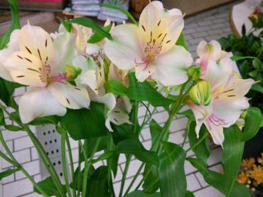 いい感じのアルストロメリア｜「ポピー」　（京都府八幡市の花キューピット加盟店 花屋）のブログ