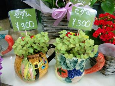 決めつけ｜「ポピー」　（京都府八幡市の花キューピット加盟店 花屋）のブログ