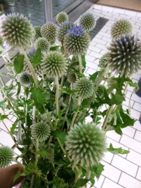 たまたま｜「ポピー」　（京都府八幡市の花キューピット加盟店 花屋）のブログ