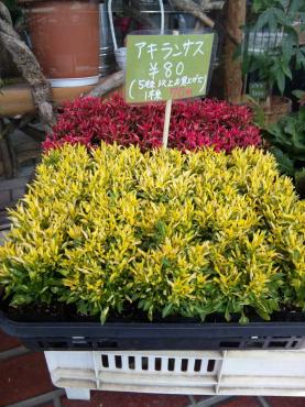 うちにしては珍しく土曜日に入荷｜「ポピー」　（京都府八幡市の花キューピット加盟店 花屋）のブログ
