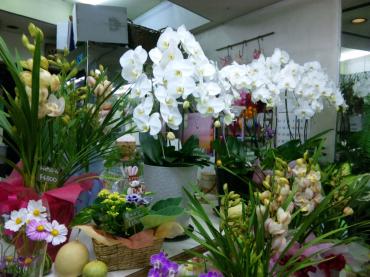 また来たか｜「ポピー」　（京都府八幡市の花キューピット加盟店 花屋）のブログ