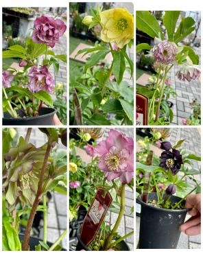 週末は花と緑に癒されませんか～( *´艸｀)｜「フローリスト飾り屋」　（鹿児島県鹿児島市の花キューピット加盟店 花屋）のブログ