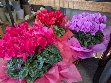 シクラメン(^-^)｜「花かざり」　（大阪府大阪市城東区の花キューピット加盟店 花屋）のブログ