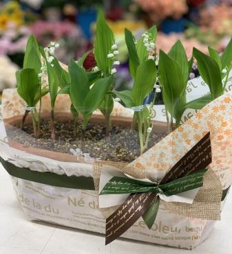スズラン　鉢植♪｜「愛花」　（愛媛県松山市の花キューピット加盟店 花屋）のブログ