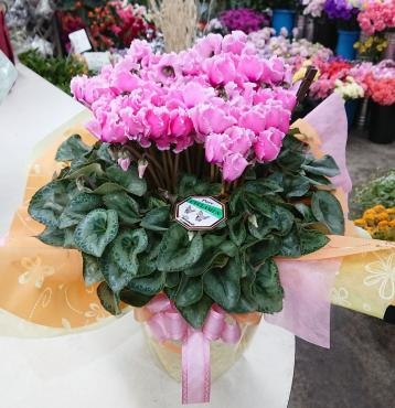 退職お祝い　シクラメン♪｜「愛花」　（愛媛県松山市の花キューピット加盟店 花屋）のブログ