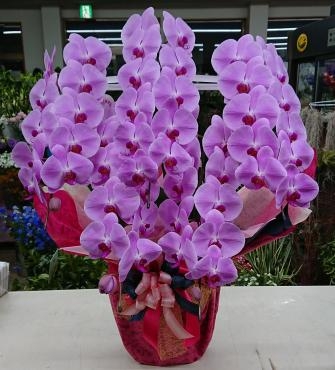 お誕生日祝いに♪ピンクの胡蝶蘭♪｜「愛花」　（愛媛県松山市の花キューピット加盟店 花屋）のブログ