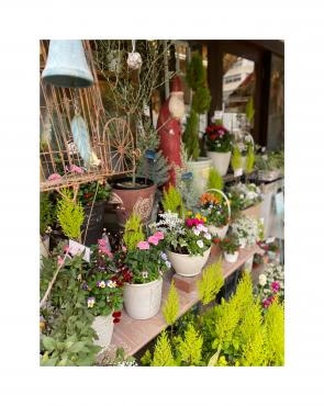 冬の花だより・・・花鉢編～｜「フローリスト飾り屋」　（鹿児島県鹿児島市の花キューピット加盟店 花屋）のブログ
