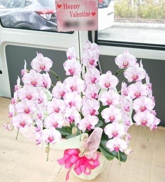フラワーバレンタイン♪胡蝶蘭を☆｜「愛花」　（愛媛県松山市の花キューピット加盟店 花屋）のブログ