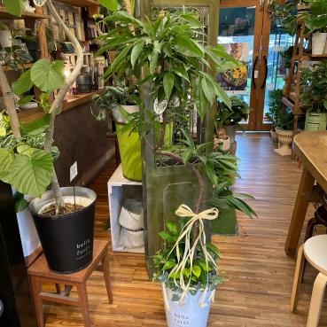 本日「大安」　素敵な贈り物・・・｜「フローリスト飾り屋」　（鹿児島県鹿児島市の花キューピット加盟店 花屋）のブログ