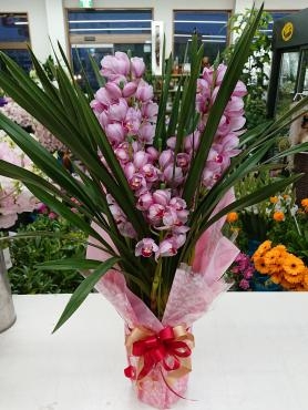 ウィンターギフト　シンビジウム「苺の雫」｜「愛花」　（愛媛県松山市の花キューピット加盟店 花屋）のブログ