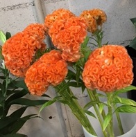 秋の花｜「花かざり」　（大阪府大阪市城東区の花キューピット加盟店 花屋）のブログ