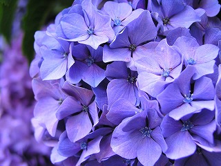 鮮やかなお花。｜「フロリストシャイン」　（大阪府大阪市淀川区の花キューピット加盟店 花屋）のブログ
